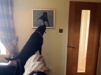 亡き兄の肖像画を見た弟犬の反応に甘い涙