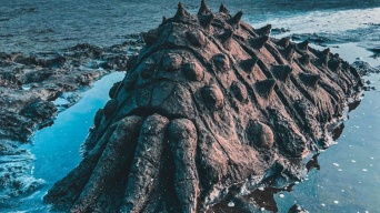 江の島が腐海に沈んだ？　海岸で激写された〝王蟲〟に驚嘆の声「この子を群れに帰さなきゃ」