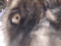 監視カメラを味見？イエローストーン国立公園に導入されたオオカミたちの今（アメリカ）