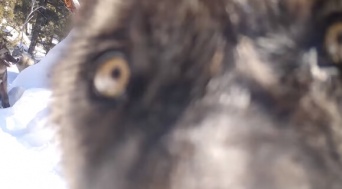 監視カメラを味見？イエローストーン国立公園に導入されたオオカミたちの今（アメリカ）