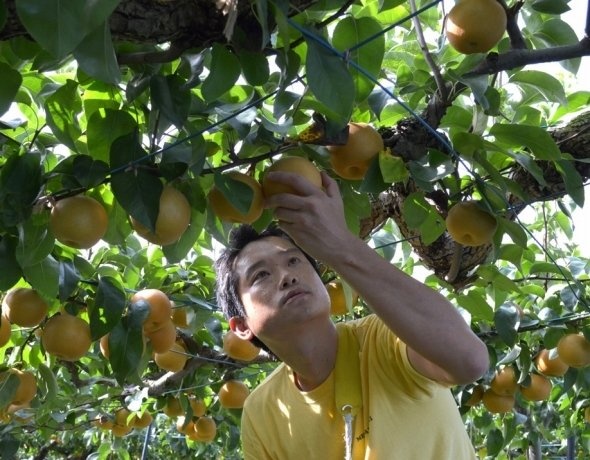 サラリーマンから転身し、野菜づくりを経て梨農家へ