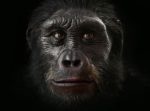 だんだんと現代人に！　６００万年の人類の進化を２分にまとめた映像。