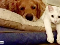 ボクは立派な犬になる！保護子猫、育ての親の真似をして、わんこのたしなみを身につける