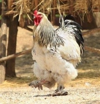 でかいわ！ジュラ紀の恐竜みたいなニワトリが存在する