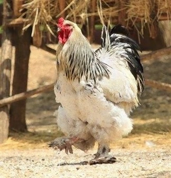 でかいわ！ジュラ紀の恐竜みたいなニワトリが存在する