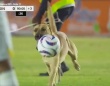 メキシコのサッカー試合で見事なボールさばきを見せた犬、優勝チームのマスコット犬に採用される