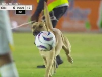 メキシコのサッカー試合で見事なボールさばきを見せた犬、優勝チームのマスコット犬に採用される