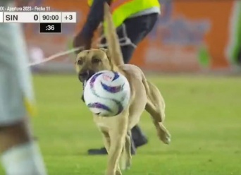 メキシコのサッカー試合で見事なボールさばきを見せた犬、優勝チームのマスコット犬に採用される