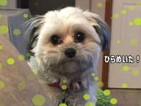 お父さんがお昼寝中にあるモノを見つけた犬。遊び道具だと思ってくわえてみたら、コラ画像を超えたリアルに。