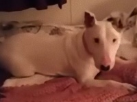 元保護犬のブルテリア、生まれて初めてのフカフカベッドに大興奮