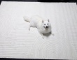 ニトリで買ったラグの上で犬がくつろぐと...　生まれた〝侘び寂び〟に4.6万人感動「枯ワン水」