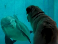 一目会ったその時から...水族館のイルカと犬の間に芽生えた友情物語（アメリカ）