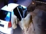 食べるため！？　インドで今、牛泥棒が多数出没中！