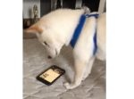 なんと健気な…！　スマホに映るワンちゃんを救い出そうとするワンちゃん。