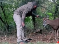 頼むからちょっと大人しくしてくれ！「野生動物ウーバー」のロッコさん、網に絡まって大暴れする鹿に悪戦苦闘