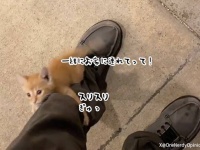 猫に選ばれしヒゲメンがここにも。職場近くで子猫にロックオンされ脚にしがみついて離れない