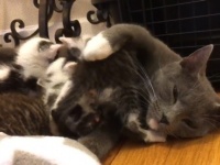 子猫を失くしたばかりの母猫が捨てられた5匹の子猫と対面。母性炸裂、我が子同然に子育て開始（アメリカ）