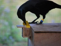 カラスは道具の形状を記憶し、記憶から道具を再現し、それを改良して最適化できる（ニュージーランド・英研究）
