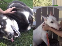 お腹いっぱいご飯を食べてね！1度に2匹の捨て犬を保護した日～Hope For Paws