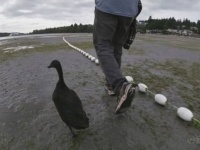夕食のおかずがペットに！食材として買ったアヒルの卵がまさかの孵化、ヒナを育てたところ深い絆で結ばれる