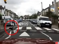 横断歩道を利用する猫。猫が安全に横断できるよう一時停止する車
