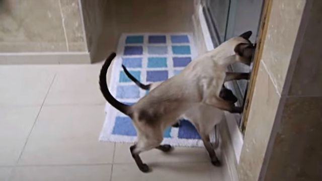 「そこはキケンにゃ！早く出てくるにゃ！」と、飼い主がシャワーを浴びていると大変な騒ぎになる猫