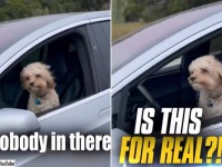 犬が1匹でドライブだと！？犬だけが乗ったテスラの自動運転車が目撃される