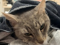 自らの命と引き換えに毒蛇から子供たちを守った勇敢な猫（オーストラリア）