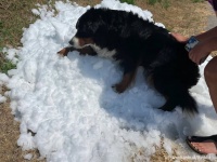 最期に大好きな雪に触れさせてあげたい。余命数日の犬の為、SNSで呼びかけたところその願いが叶う