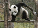 【ここ俺の動物園じゃねぇ！】人気の傑作ボケて１５選（8/3）夜版