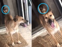 そこに尻尾があるから踊る。ガラス越しに見える犬の尻尾にロックオンした猫の場合