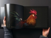 ニワトリってビューティフル！その美しさを余すところなくとらえたニワトリの大型ビジュアル本『CHICken』が販売決定！