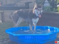 えっ、この中に入って遊んでいいの？愛犬ハスキー、初めてのプール遊びに大興奮
