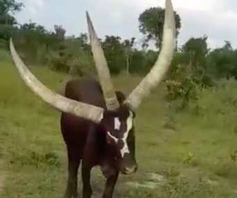 立派なツノが3本も！ウガンダの牧場にいる3本角の牛
