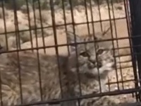 小さくたってプレデター。不機嫌なボブキャットの子猫を野生に帰すのは大変なお仕事です！