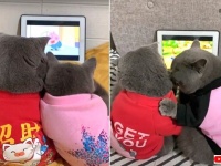 アニメに集中したい彼氏と自分に構ってほしい彼女？猫たちの動画鑑賞のスタンスが若干違っている件について