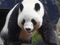 上野動物園の公式Xより