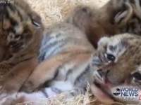 動物園で生まれた3匹のシベリアトラの赤ちゃんが可愛すぎる！