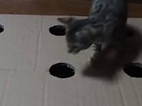 段ボールに穴をあけるだけ。お手製おもちゃで繰り広げる子猫たちのモグラたたき