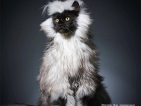 聖獣かな？黒い顔に銀色のタテガミを持つ猫、メインクーンのリッチー