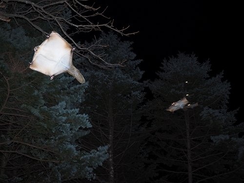 空飛ぶムササビ(画像提供:ピッキオ)