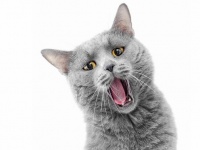 「Thinkstock」より