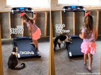 こんな動画だけ見ていたい。少女が猫にルームランナーの使い方を教えて一緒に遊ぶ