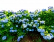 アジサイの色は「土の酸度」で変わると言うけれど...　日本で〝青〟のイメージ強いのは何故？