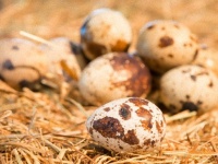 鳥のヒナは卵の中からお互いにコミュニケーションをとっていることが判明（スペイン研究）