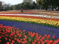 木曽三川公園センターのチューリップ祭り（Alpsdakeさん撮影、Wikimedia Commonsより）