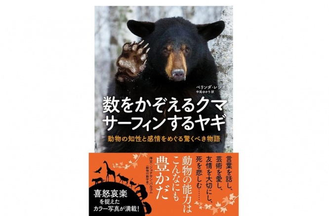 『数をかぞえるクマ サーフィンをするヤギ　動物の知性と感情をめぐる驚くべき物語』（NHK出版刊）