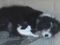 猫さん、猫さん、猫さ～～ぐぁんぐぁんぐぁん！！猫が好きすぎて止まらない犬