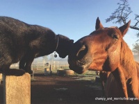 大好きと大好きはこだまする。猫の姿を見ると全力で駆けつける馬