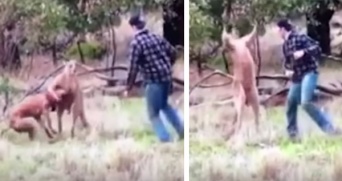 飼い犬をヘッドロックされカンガルーに強烈なパンチを放った「カンガルーパンチ男」、その真相が明らかに
